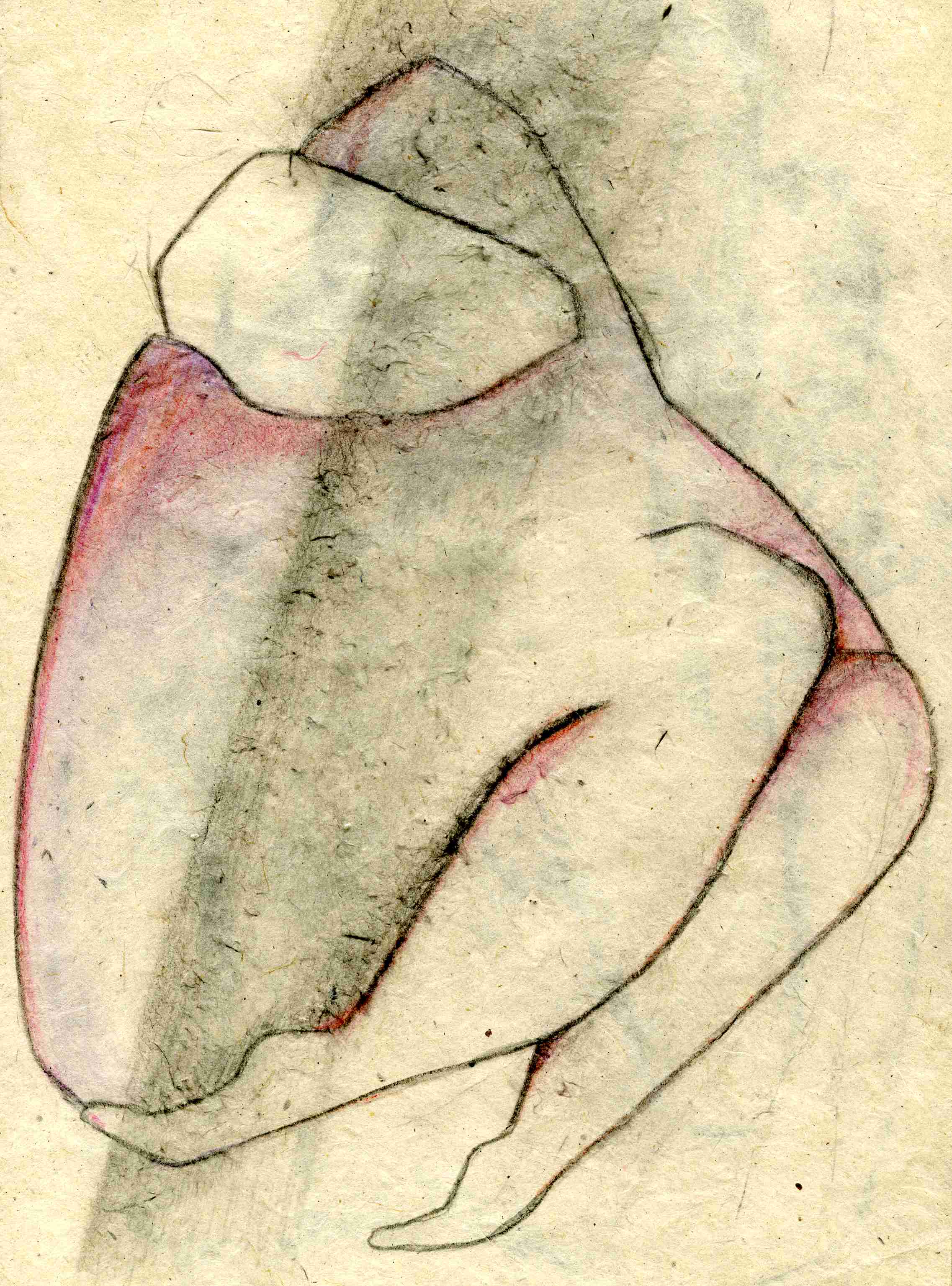 Vélin 12 - Michel DALMAZZO